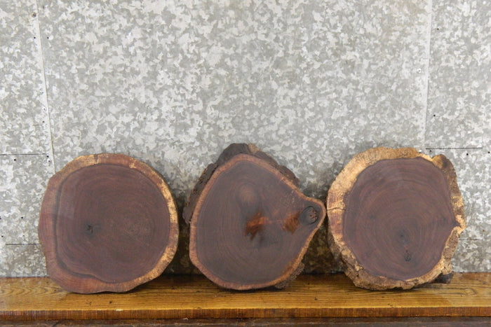 3- Round Cut Rustic Live Edge Black Walnut Craft Pack Wood Slabs 838-840