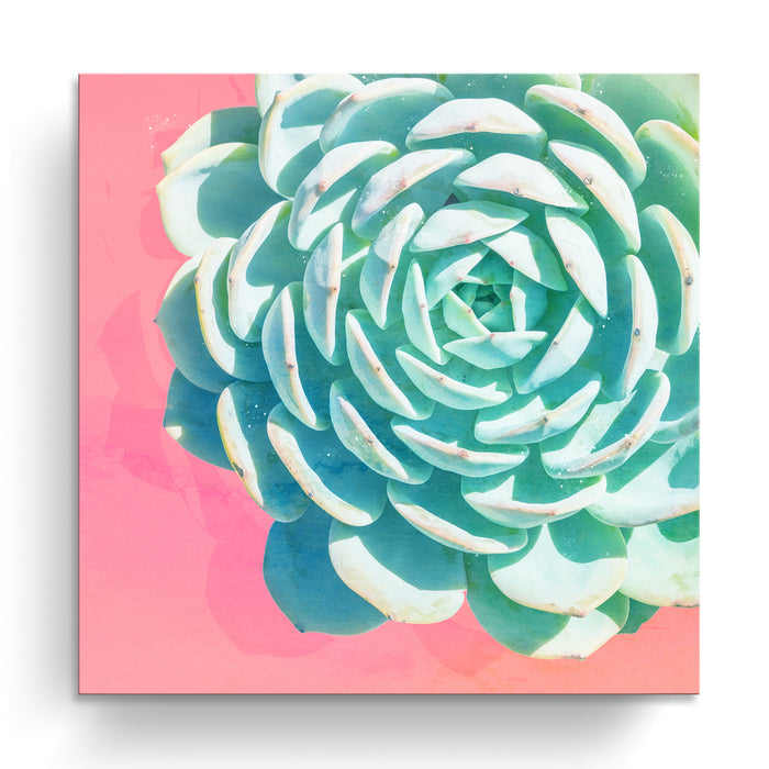 'Awaken No. 2'  Succulent Wall Art