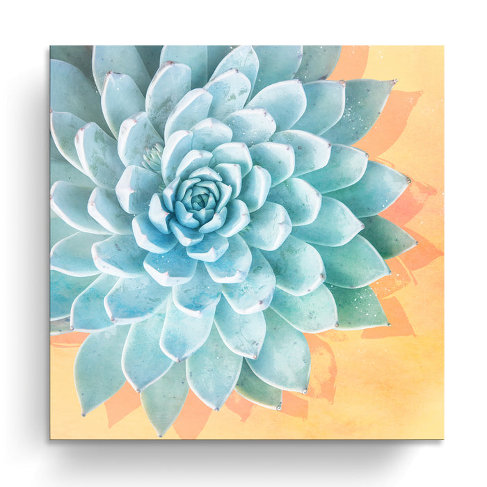 'Awaken No. 3'  Succulent Wall Art